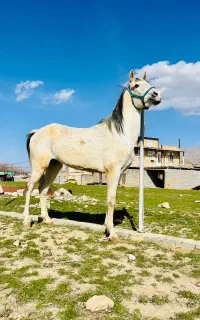 مادیان کورد
