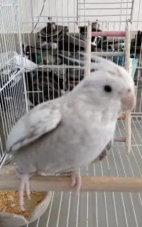 عروس هلندی جفت