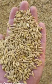 ۱۰  تن جو محلی تمیز