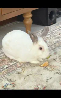 واگذاری خرگوش رایگان