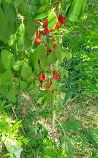نهالستان نهال گل رضائی کرمانشاه