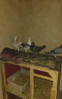 آلمانی