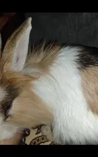 خرگوش لوپ ماده