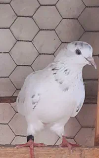 کبوتر ماده سوسک
