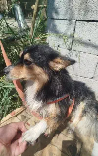 سگ گمشده