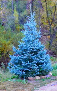 تهیه کاشت نگهداری وانواع درختان خاص ابسرد و دماوند