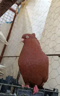 کبوتر