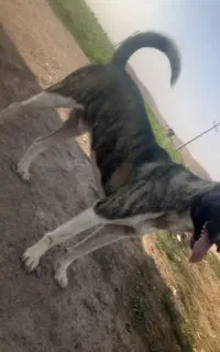 سگ‌‌سرابی‌‌نگهبان