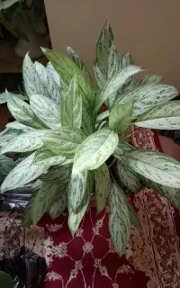 فروش گل و گیاه طبیعی