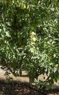 فروش محصول سیب