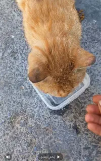 گربه