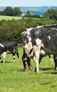 نیازمند چوپان جهت نگهداری و چرای گاو