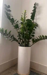 چند گل زیبا و سالم برای فروش
