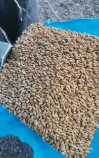 گندم محلی کرمان