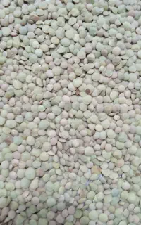 عدس تازه امسال