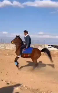 فروش مادیون
