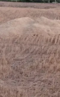 کاه گندم دیم