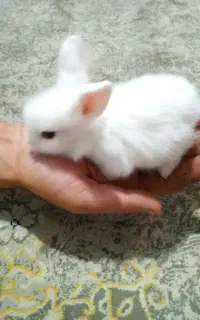 بچه خرگوش بازیگوش