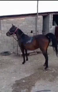 مادیون ترکی