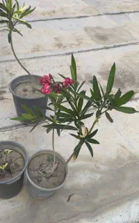 خرزهره