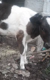 گاو لیشه