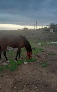 مادیان سه سال