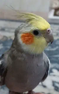 پرنده گمشده