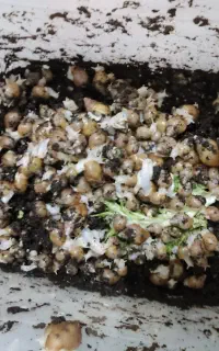 حلزون.بهترین گزینه برای دارمد خوانوم ها