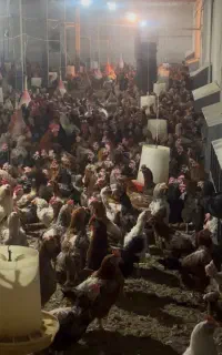 فروش مرغ تخم گذار