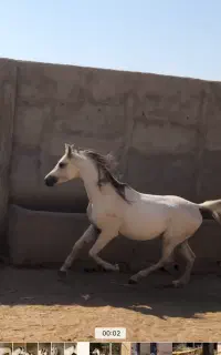 نریان عرب دوسر ۵ ساله