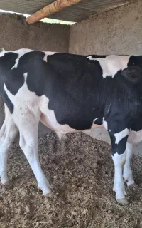 جوانه