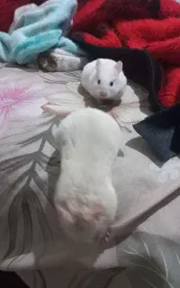 همستر شیطون ، بازیگوش و سرحال ۸ تا نی نی دارن