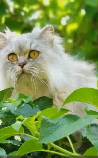 واگذاری گربه پرشین خیلی زیبا