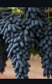 توسعه  باغ نهال جدید با پیوندی پسته