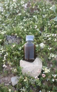خراطین اصل و باکیفیت