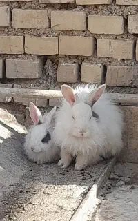 خرگوش