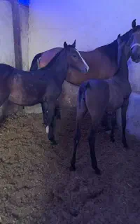 خرید و فروش اسب