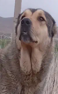 سگ گله ای