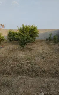علف زنی
