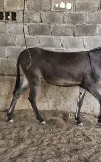 الاغ خر