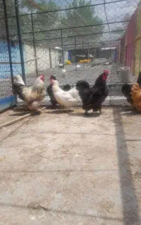 مرغ جوان