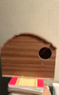لانه ی طوطی عروس هلندی