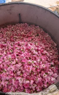 گل محمدی