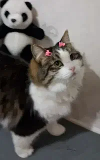 گربه