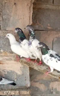 انواع کفتر