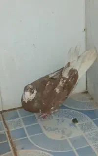 کبوتر