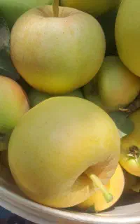 سیب استخوانی
