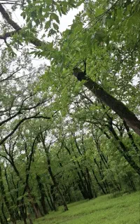 مسافر برای گلستان