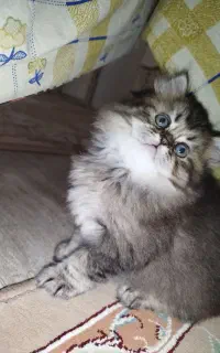 گربه خانم کوچلو