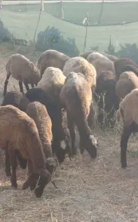 بره ماده ناب
